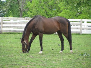 Kentucky Derby: The Lexington Experience