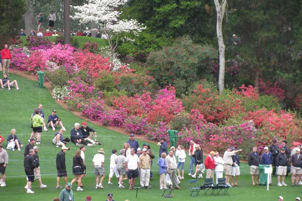 Beautiful Azaleas in Augusta Georgia 