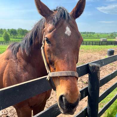 Pre Kentucky Derby Horse farm tour 