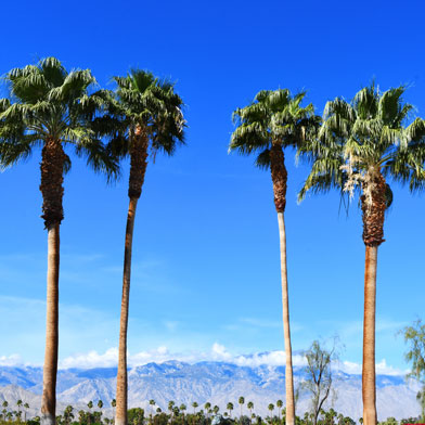 Beautiful scenery during Indian Wells Tennis Tournament