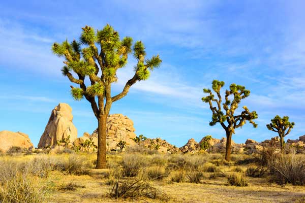 Scenery around Palm Springs, California