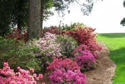 Azaleas at Augusta National Golf Course during The Masters