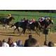 3 night Embassy Suites Lexington - Derby & Tour (2022)