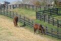 Kentucky Derby Horse Farm Tour