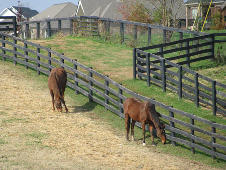 Horse Farm Tours