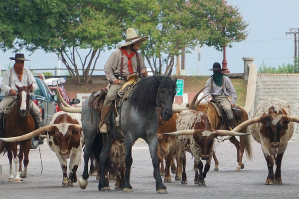 The world famous cattle drive at the Fort Worth Stockyards
