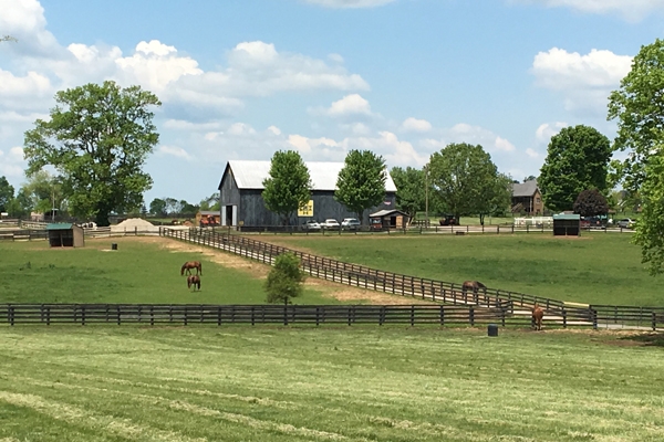 Lexington Horse Farm tour during our Kentucky Derby travel package