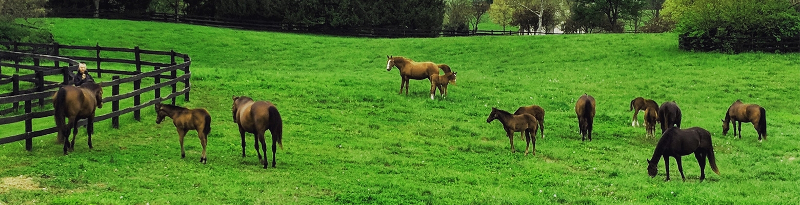 Touring Blue Grass Countryside of Kentucky 