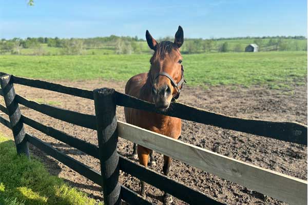 Horse farm tour during Kentucky Derby Weekend Experience