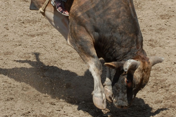 Bull Riding