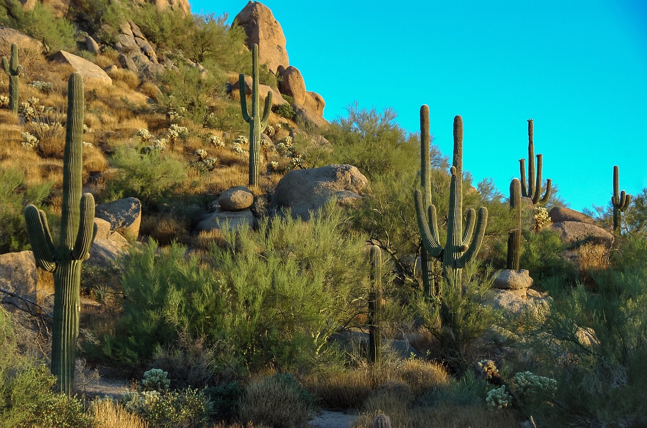csr_ch-cactus-3810807_1280