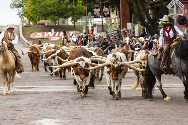 Fort Worth Cattle Drive