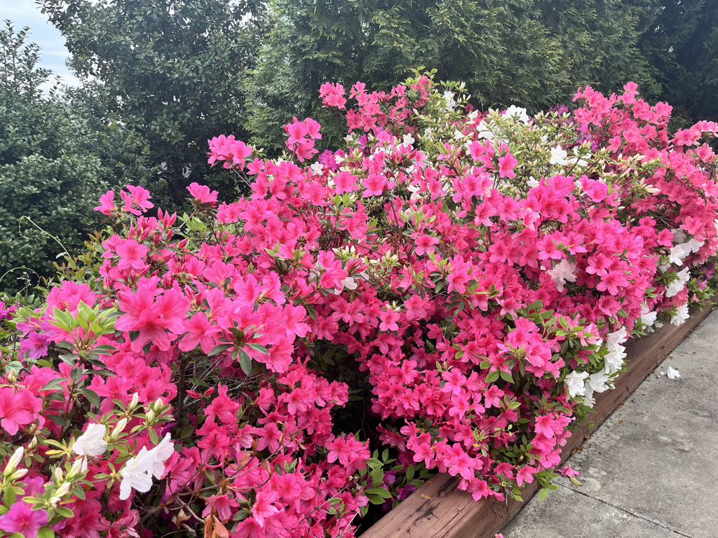 Live from Augusta - Your Masters Golf Tournament Guide is here!